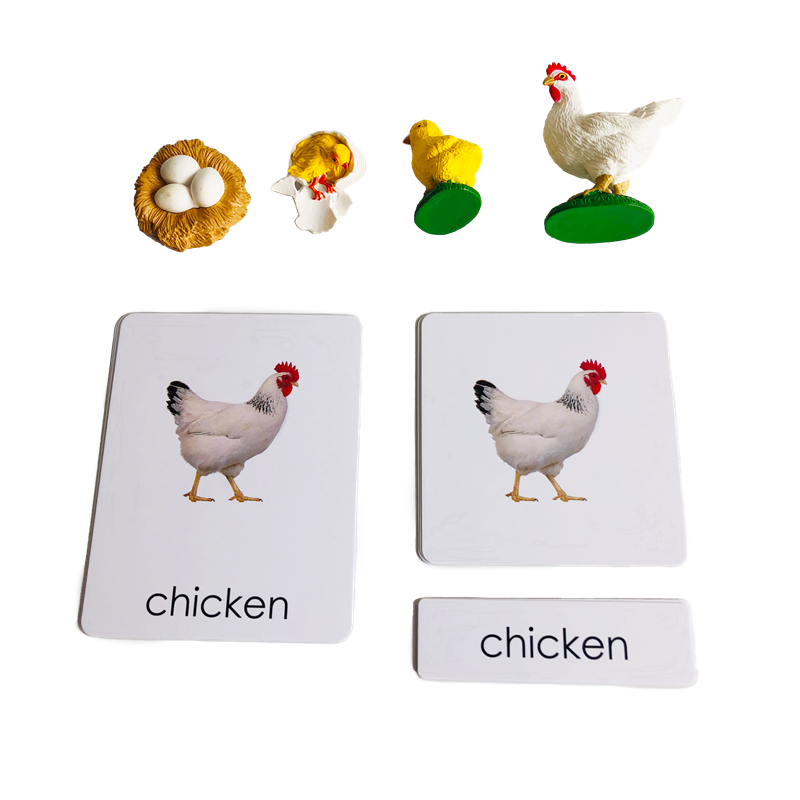 Kids Nature Education - 라이프 사이클 동물 카드 및 모델