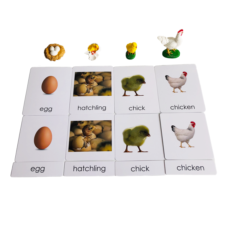 라이프 사이클 동물 카드 및 모델 닭의 라이프 사이클  - Kids Nature Education 리뷰 및 가격